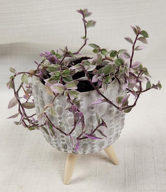 Potted Tiny Tropical